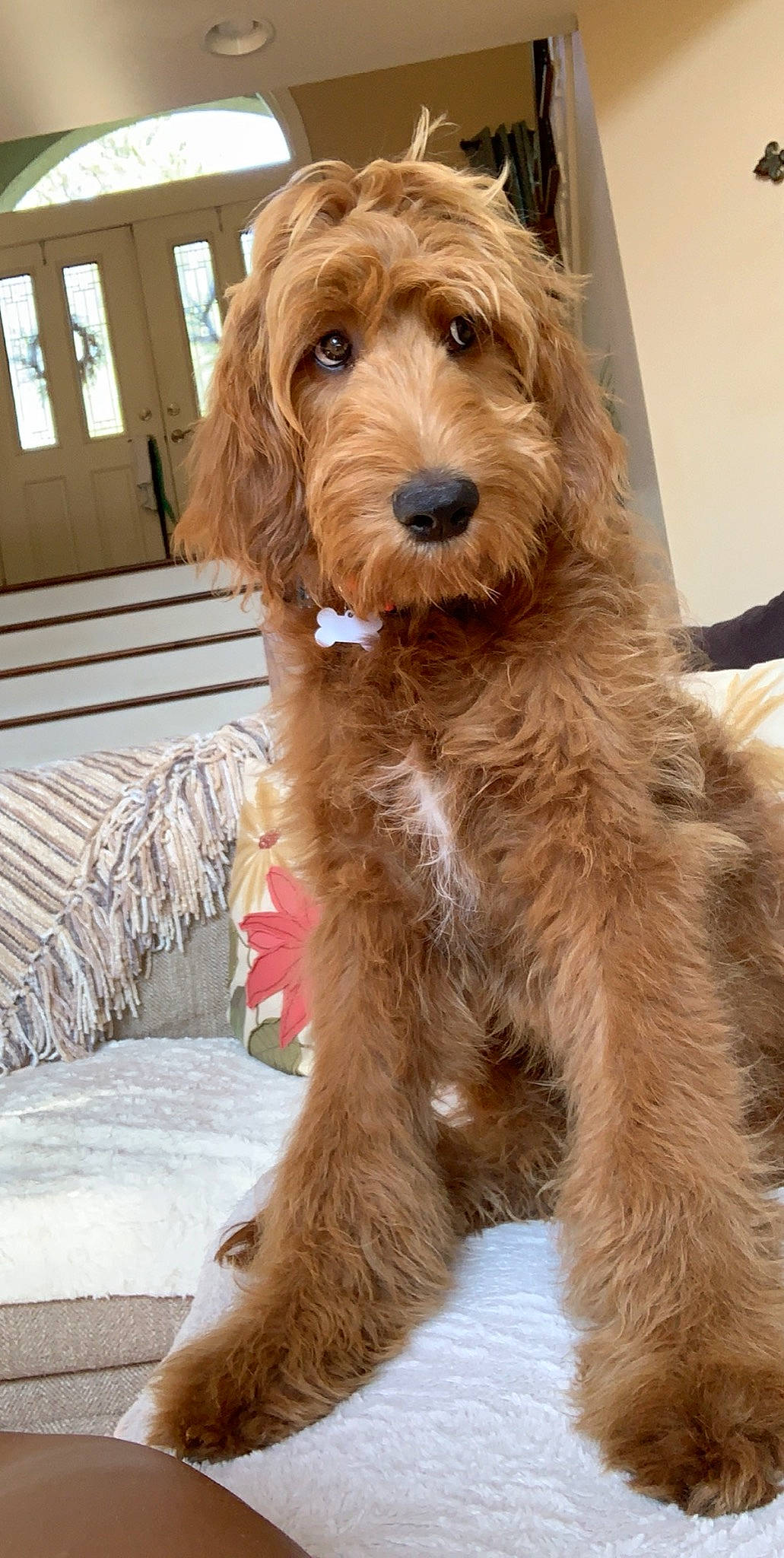 Wriggs is registered to the contest to win money with this photo: canidae, carnivore, cavapoo, cockapoo, companion_dog, dog, dog_breed, dutch_smoushond, goldendoodle, irish_soft_coated_wheaten_terrier, labradoodle, mammal, otterhound, poodle_crossbreed, puppy, rare_breed_dog, schnoodle, sporting_group, terrier, vertebrate