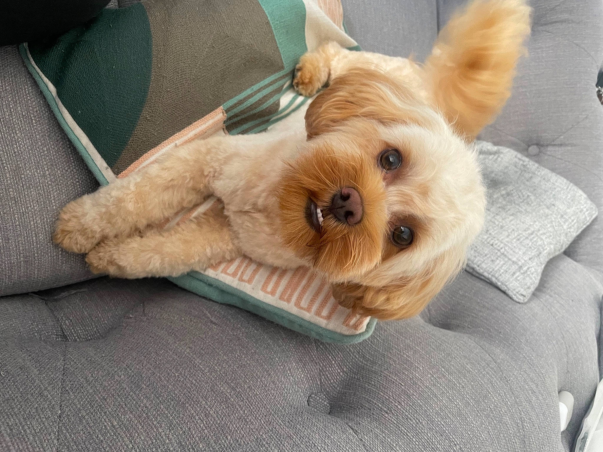 Hugo is registered to the contest to win money with this photo: canidae, carnivore, comfort, companion_dog, dog, dog_breed, dog_clothes, dog_supply, fawn, fur, liver, paw, pet_supply, small_terrier, snout, sporting_group, terrier, toy_dog, working_animal, yorkshire_terrier