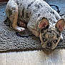 Aries joined the competition — help win amazing prizes! dog, french_bulldog, indoor, rug, resting, spotted_coat, pet, animal, cute, ears, floor, wood_floor, looking_up, lying_down, small_dog, domestic_animal, canine, companion, mammal, relaxing