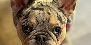 Aries joined the competition — help win amazing prizes! dog, french_bulldog, puppy, pet, close_up, pink_harness, ears, curious, indoor, floor, animal, canine, cute, portrait, young, looking_up, whiskers, snout, teeth, fur