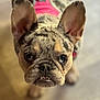 dog, french_bulldog, puppy, pet, close_up, pink_harness, ears, curious, indoor, floor, animal, canine, cute, portrait, young, looking_up, whiskers, snout, teeth, fur