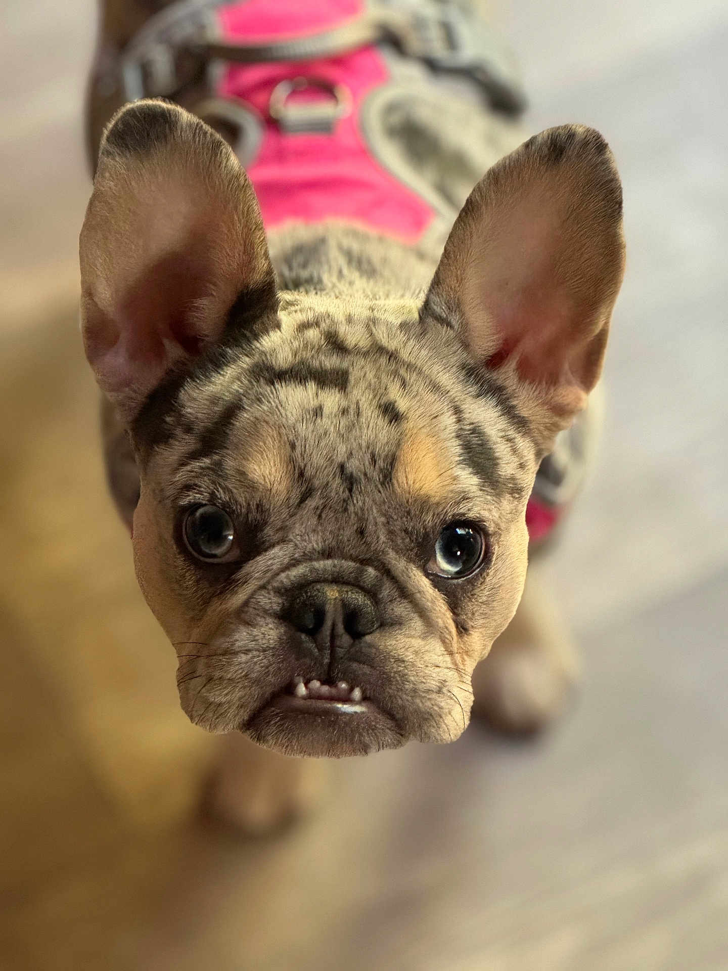 Aries joined the competition — help win amazing prizes! dog, french_bulldog, puppy, pet, close_up, pink_harness, ears, curious, indoor, floor, animal, canine, cute, portrait, young, looking_up, whiskers, snout, teeth, fur