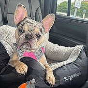 Aries is registered to the contest to win money with this photo: french_bulldog, puppy, dog, pet, car_interior, dog_bed, harness, window, seat, leather_seat, cozy, resting, cute, animal, young_dog, car, transportation, indoor, portrait, looking_at_camera