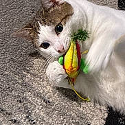 Pretty is registered to the contest to win money with this photo: animal, blue_eyes, brown_patches, carpet, cat, close_up, ears, face, feather_toy, feline, indoor, kitten, lying_down, paw, pet, playing, portrait, toy, whiskers, white_fur