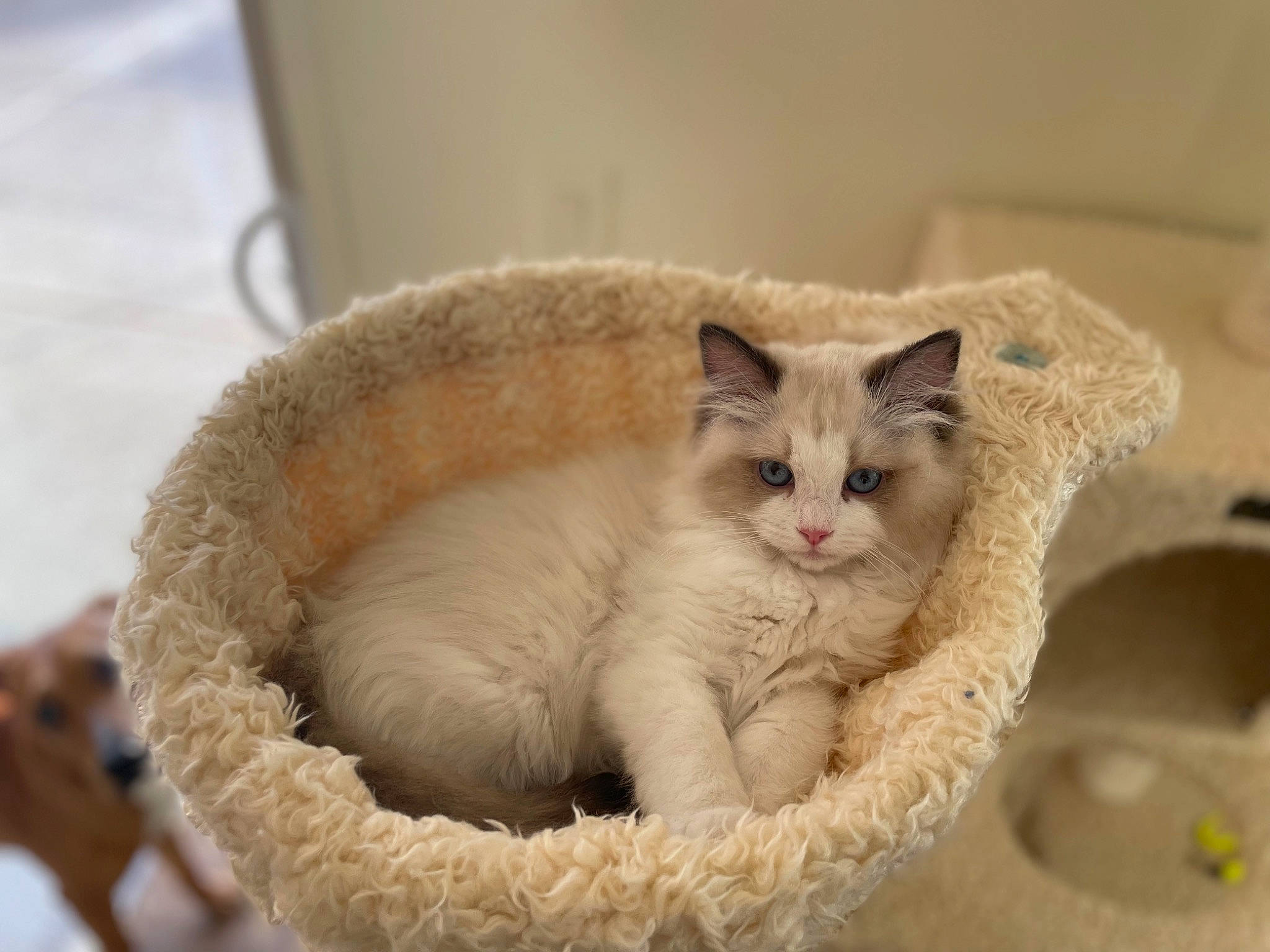 Sassy is registered to the contest to win money with this photo: basket, carnivore, cat, cat_bed, cat_supply, claw, comfort, domestic_short_haired_cat, fang, felidae, fur, paw, pet_supply, small_to_medium_sized_cats, tail, whiskers, wood