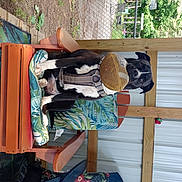 Peaches joined the competition — help win amazing prizes! food, hardwood, hat, leisure, lumber, sun_hat, sunglasses, tree, wood, wood_stain