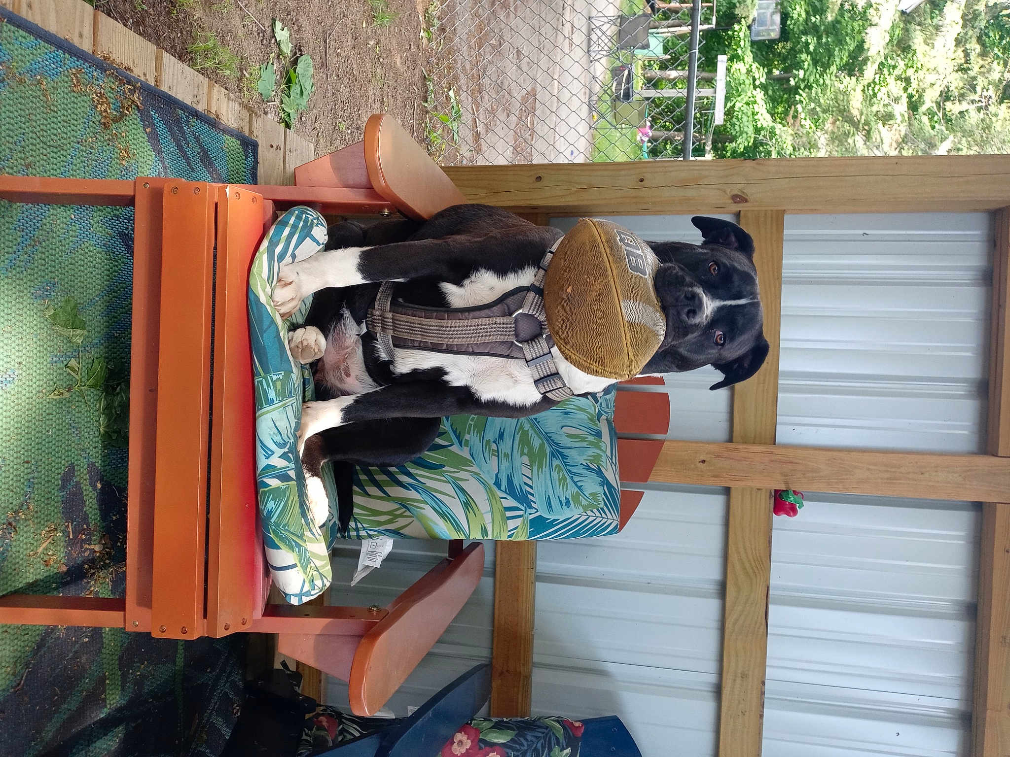 Peaches joined the competition — help win amazing prizes! food, hardwood, hat, leisure, lumber, sun_hat, sunglasses, tree, wood, wood_stain