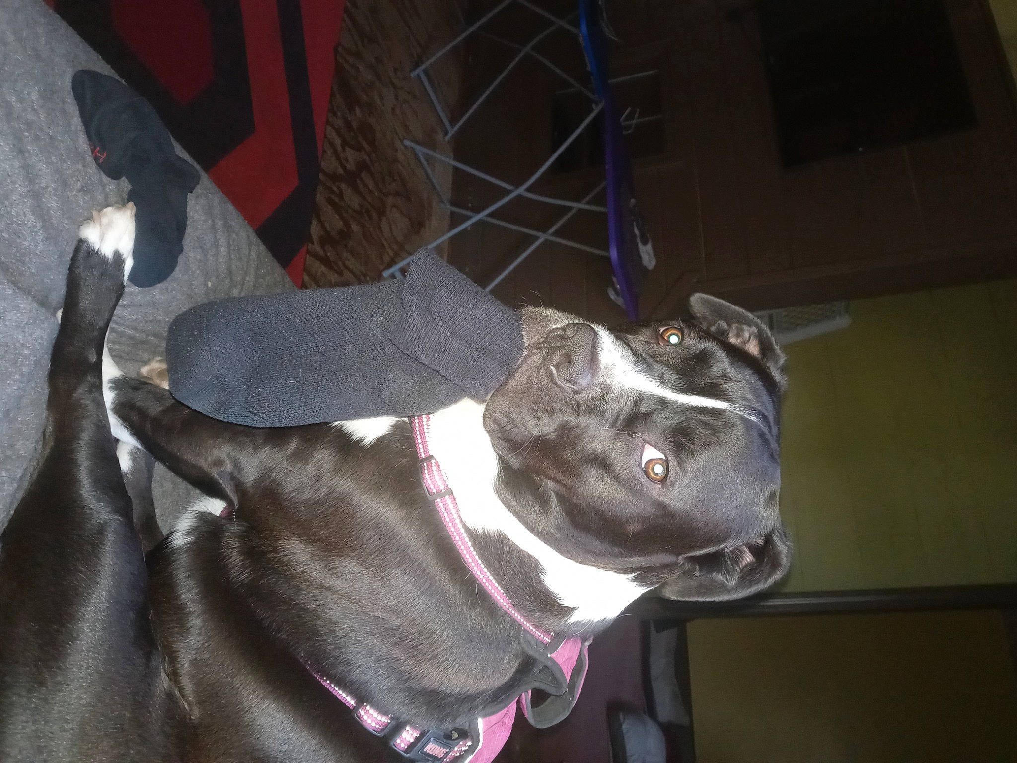 Peaches is registered to the contest to win money with this photo: canidae, carnivore, collar, companion_dog, dog, dog_breed, dog_collar, ear, fashion_accessory, fawn, grey, jaw, leash, liver, pet_supply, sculpture, snout, sporting_group, whiskers, working_animal