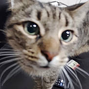 Bella joined the competition — help win amazing prizes! cat, tabby, closeup, curious, whiskers, ears, eyes, pet, indoor, table, remote_control, fabric, domestic_animal, feline, animal, blurred, face, standing, close, nose