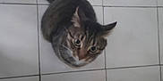 Bella is registered to the contest to win money with this photo: cat, tabby, pet, animal, floor, tile, indoor, cute, looking_up, whiskers, ears, fur, domestic_cat, mammal, small_animal, eyes, face, sitting, curious, feline