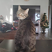 Bella is registered to the contest to win money with this photo: cat, tabby, pet, animal, indoor, living_room, table, television, clock, christmas_tree, decoration, sunlight, shadow, furniture, floor, curious, green_eyes, tail, cozy, home