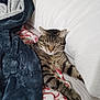 cat, tabby_cat, blanket, pillow, bed, plush_toys, sleeping, cozy, indoor, resting, furry, striped, cute, animal, pet, soft, comfort, relaxed, warm, fur