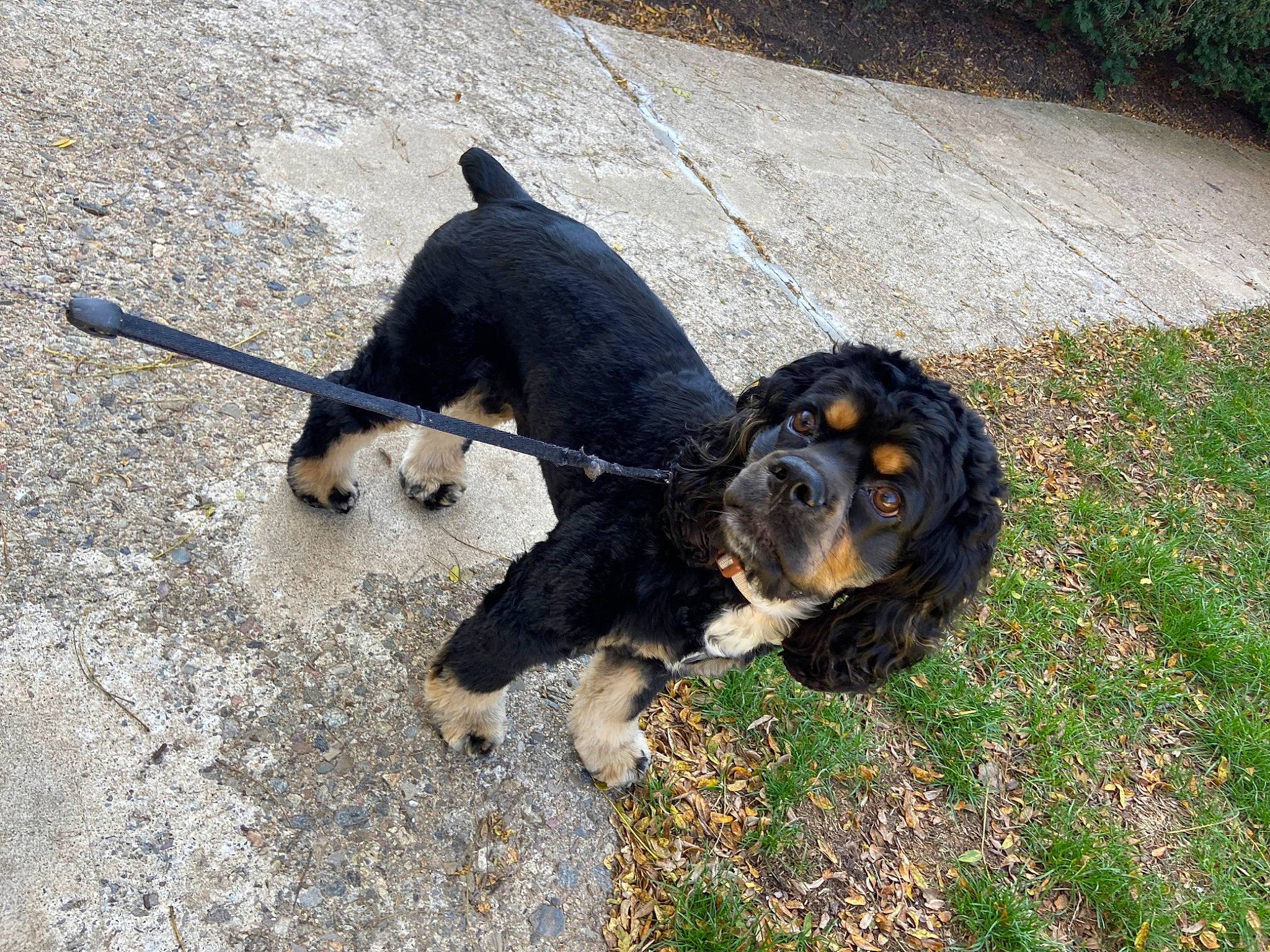 Jaxson joined the competition — help win amazing prizes! asphalt, canidae, carnivore, collar, companion_dog, dog, dog_breed, grass, hunting_dog, leash, mammal, road_surface, shadow, snout, sporting_group, tail, tar, terrestrial_animal, vertebrate, working_dog