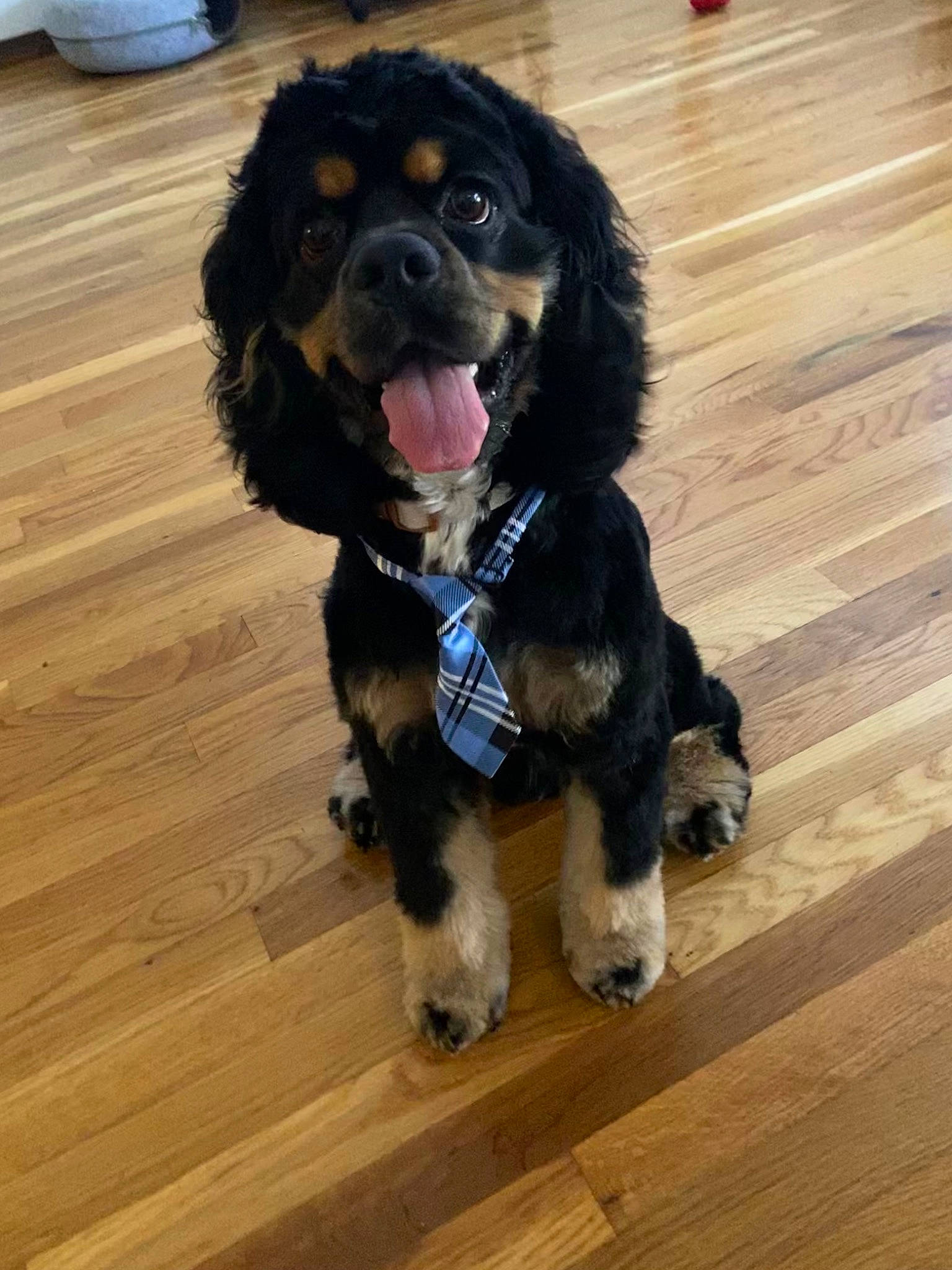 Jaxson joined the competition — help win amazing prizes! ball, carnivore, companion_dog, dog, dog_breed, flooring, fur, hardwood, laminate_flooring, liver, plank, spaniel, sports_equipment, tennis_ball, varnish, wood, wood_flooring, wood_stain, working_animal, working_dog