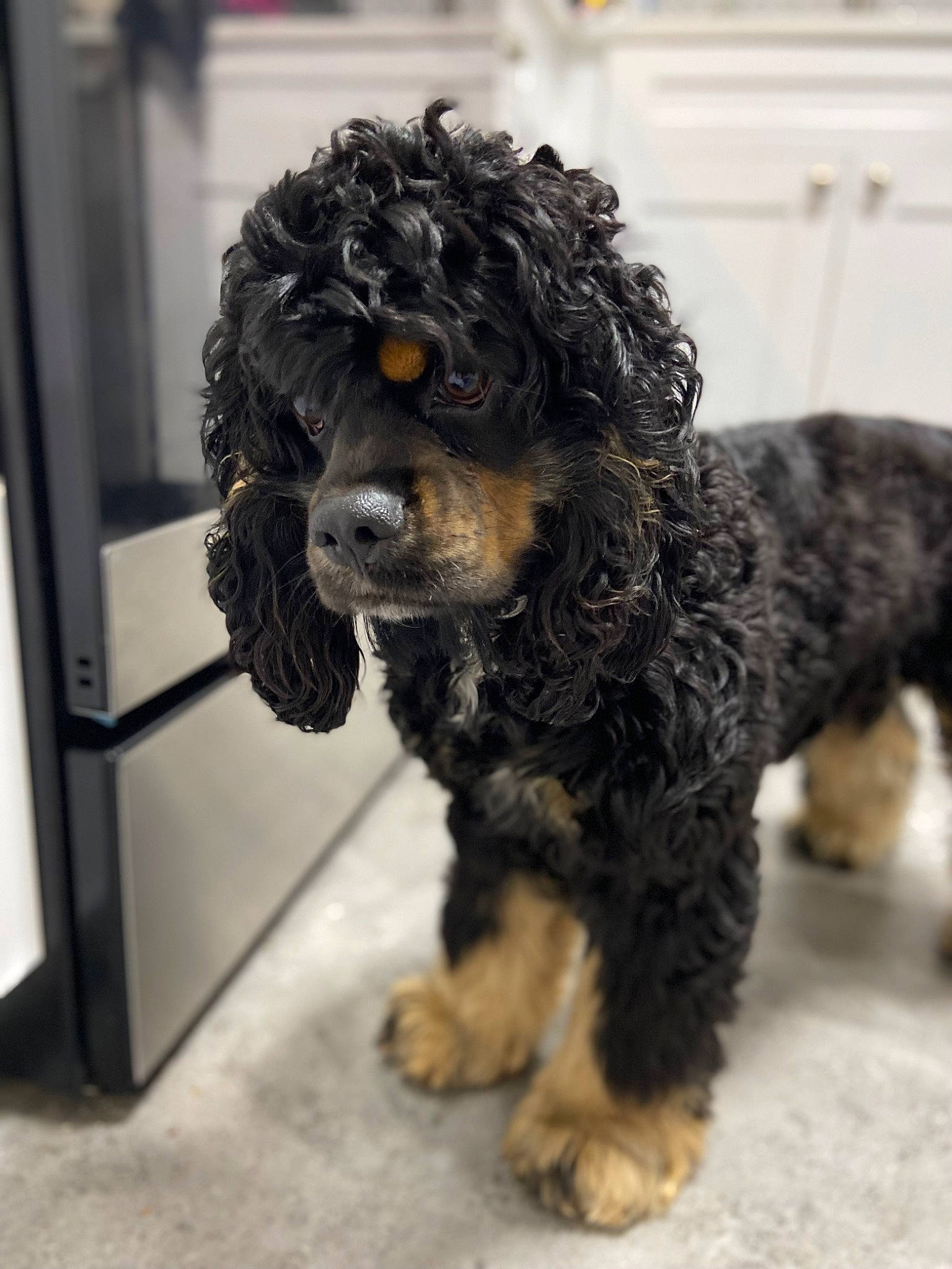 Jaxson joined the competition — help win amazing prizes! canidae, carnivore, companion_dog, dog, dog_breed, event, flooring, fur, non_sporting_group, snout, sporting_group, terrestrial_animal, terrier, toy_dog, water_dog, working_animal, working_dog, yorkipoo