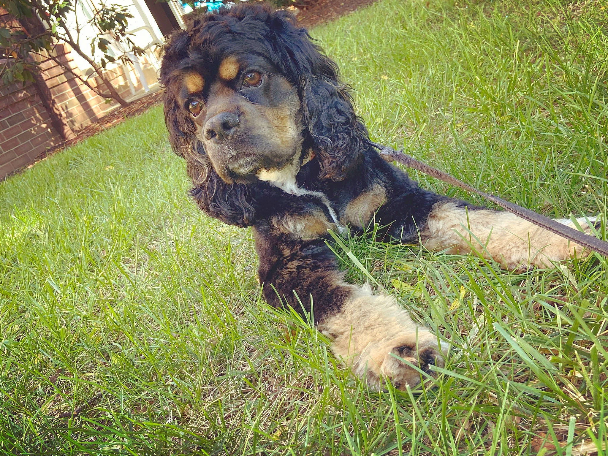 Jaxson joined the competition — help win amazing prizes! ancient_dog_breeds, canidae, carnivore, companion_dog, dog, dog_breed, fawn, fur, grass, grassland, liver, plant, snout, sporting_group, tail, terrestrial_animal, working_animal, working_dog