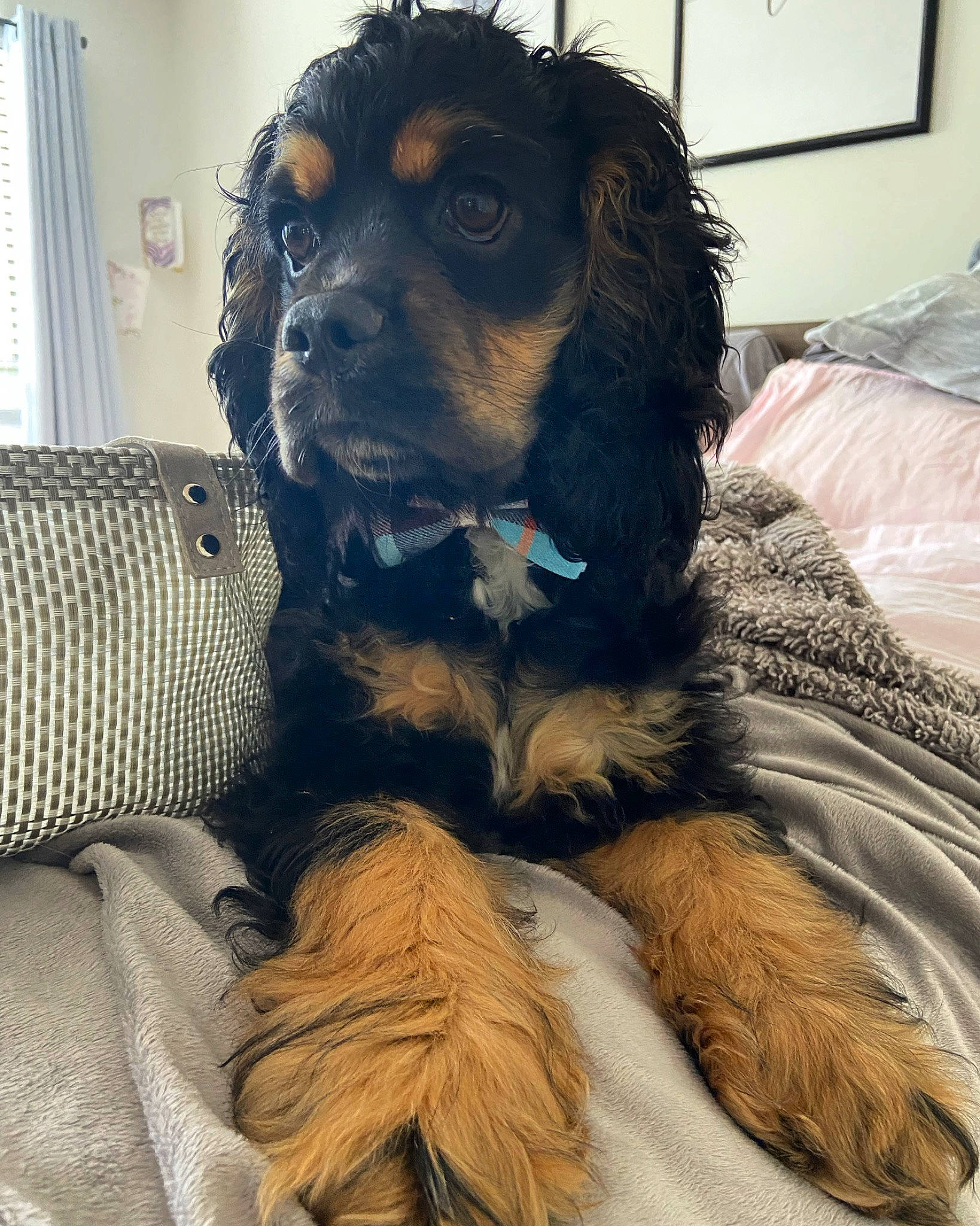 Jaxson is registered to the contest to win money with this photo: canidae, carnivore, collar, comfort, companion_dog, dog, dog_breed, dog_supply, fur, liver, puppy, puppy_love, snout, spaniel, sporting_group, toy_dog, whiskers, window_blind, working_animal, working_dog