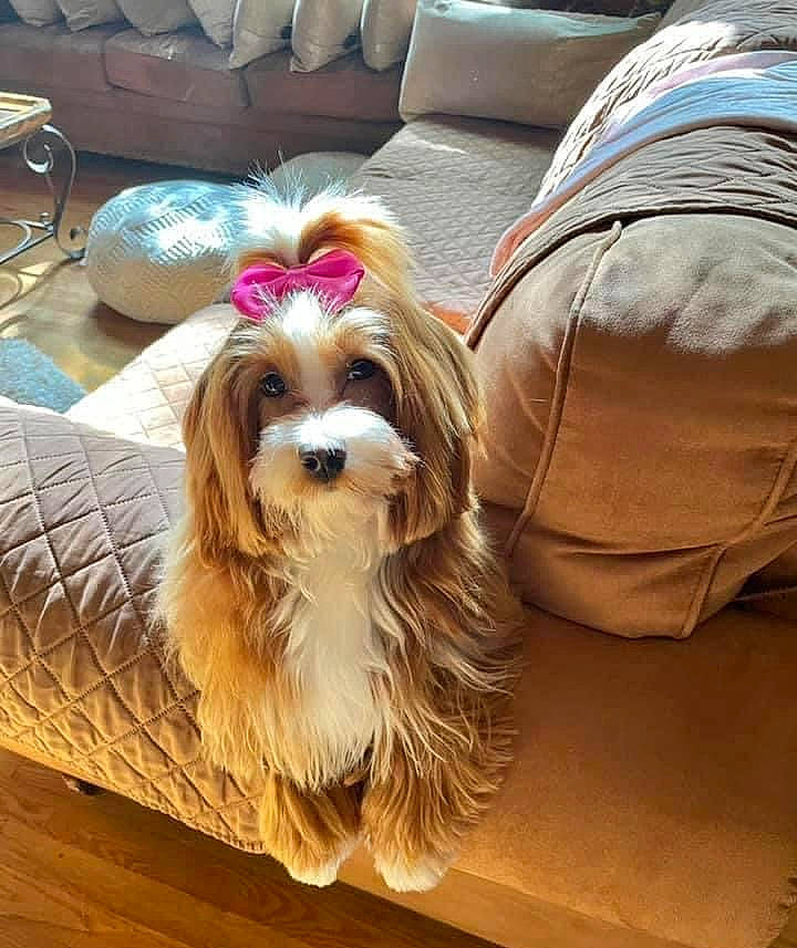 Chanel is registered to the contest to win money with this photo: biewer_terrier, carnivore, comfort, companion_dog, dog, dog_breed, dog_collar, dog_supply, flooring, fur, hardwood, liver, rectangle, sitting, small_terrier, sporting_group, terrier, toy_dog, wood, working_animal