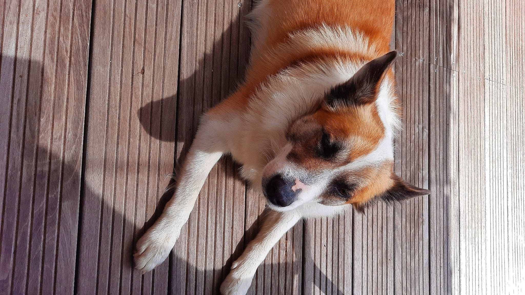 Nashoba a rejoint le concours — aidez-le/la à gagner de superbes lots ! animal_shelter, canidae, carnivore, collar, companion_dog, dog, dog_breed, fawn, flooring, fur, hardwood, pet_supply, plank, snout, sporting_group, tail, terrestrial_animal, whiskers, wildlife, wood