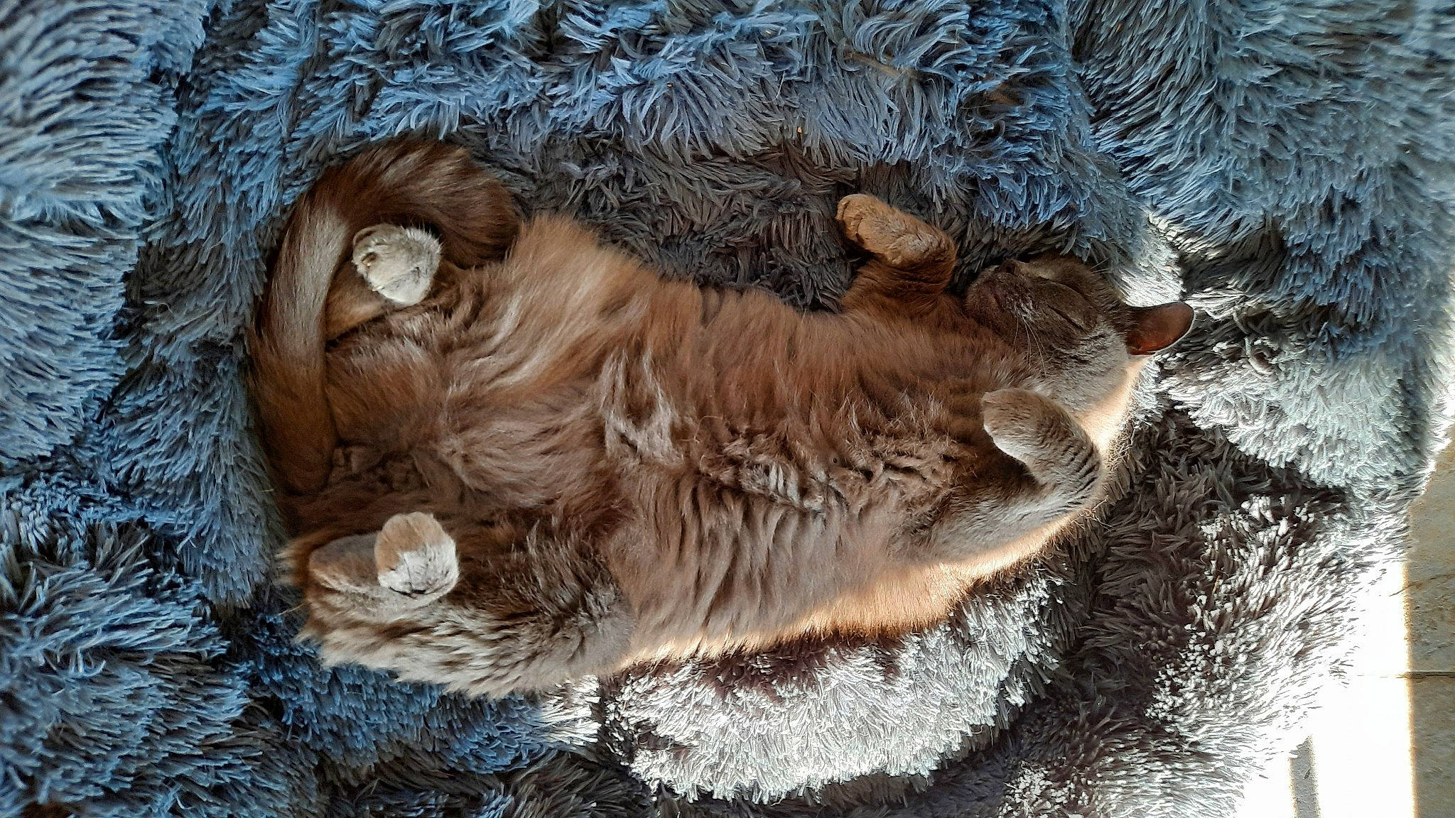 Toum participe au concours pour gagner de l'argent avec cette photo : art, feather, fur, natural_material, terrestrial_animal, trunk, vertebrate, wood