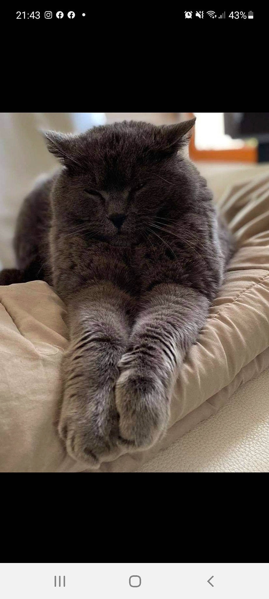 Toum a rejoint le concours — aidez-le/la à gagner de superbes lots ! carnivore, cat, claw, comfort, domestic_short_haired_cat, felidae, fur, grey, nap, paw, russian_blue, sleep, small_to_medium_sized_cats, snout, tail, whiskers