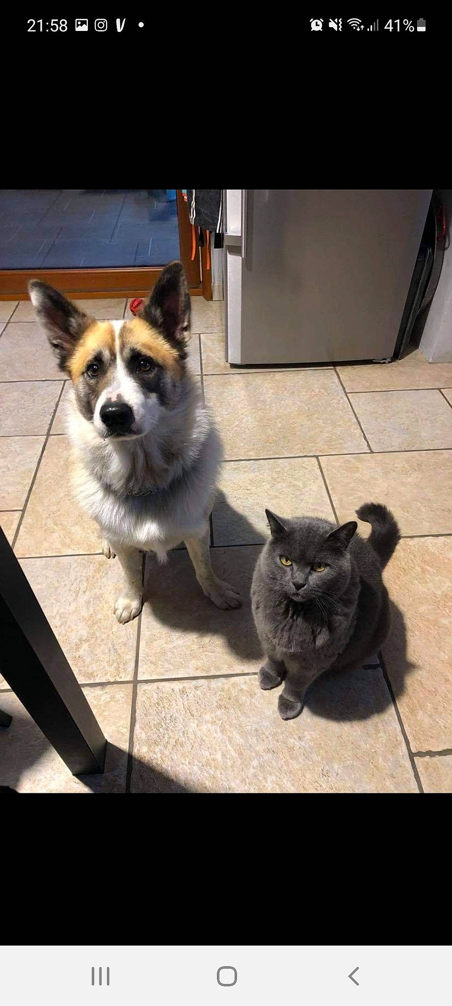 Toum participe au concours pour gagner de l'argent avec cette photo : canidae, carnivore, cat, collar, companion_dog, dog, dog_breed, dog_supply, domestic_short_haired_cat, fawn, felidae, floor, flooring, fur, human_leg, road_surface, small_to_medium_sized_cats, snout, tail, whiskers