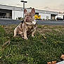 animal, architecture, building, bulldog, canine, car, dog, frenchbulldog, grass, nature, outdoors, path, pet, pitbull, plant, puppy, shelter, sidewalk, transportation, vehicle