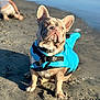animal, beach, boy, bulldog, canine, child, clothing, coast, dog, frenchbulldog, lifejacket, male, nature, outdoors, person, pet, sea, shoreline, soil, vest