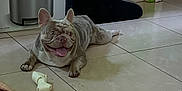 Snoopy is registered to the contest to win money with this photo: animal, box, bulldog, can, canine, dog, frenchbulldog, hardwood, indoors, interiordesign, pet, pitbull, pug, puppy, sphere, tile, tin, trashcan, wood