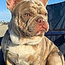 animal, boxer, bulldog, canine, dog, frenchbulldog, pet, pitbull, puppy, snout, whitedog