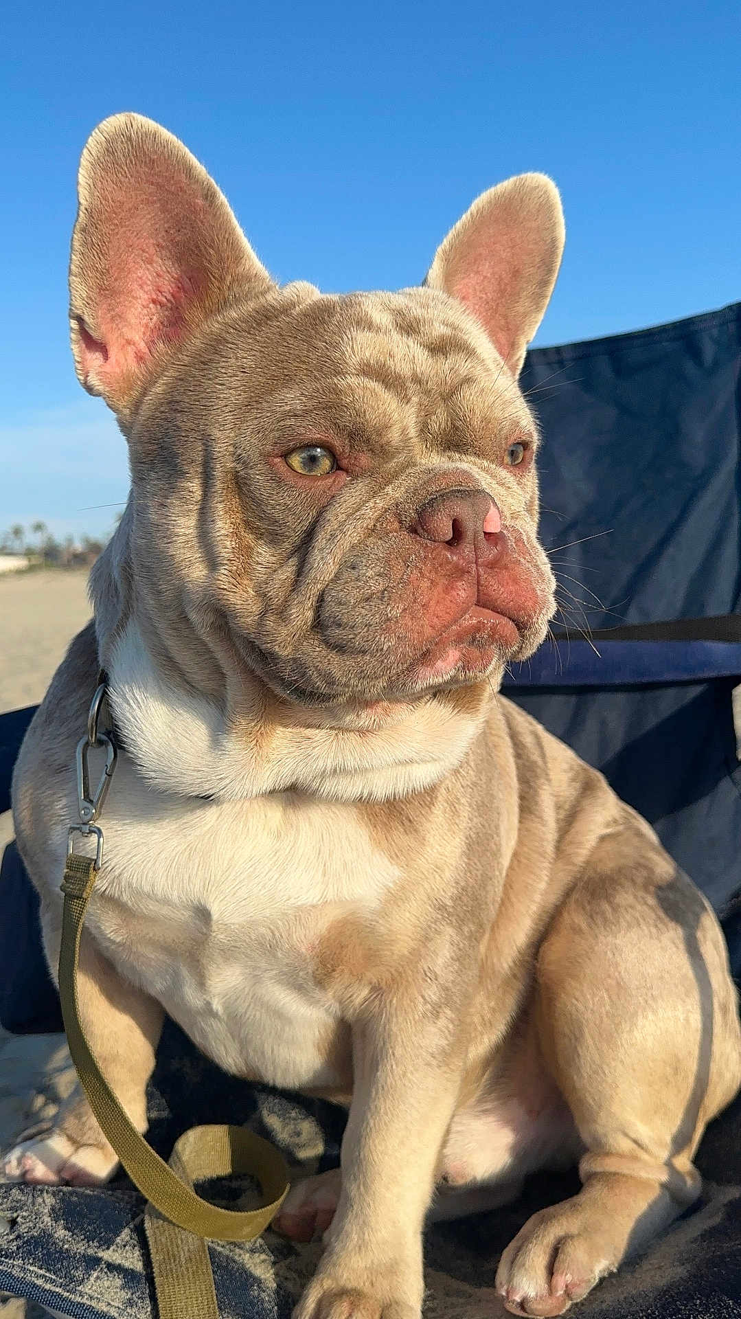 Snoopy is registered to the contest to win money with this photo: animal, boxer, bulldog, canine, dog, frenchbulldog, pet, pitbull, puppy, snout, whitedog