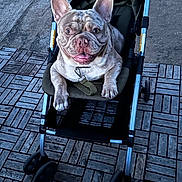 Snoopy joined the competition — help win amazing prizes! animal, architecture, bulldog, canine, city, dog, frenchbulldog, machine, path, pet, pitbull, puppy, road, sidewalk, spoke, street, stroller, urban, wheel, whitedog