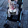 animal, architecture, bulldog, canine, city, dog, frenchbulldog, machine, path, pet, pitbull, puppy, road, sidewalk, spoke, street, stroller, urban, wheel, whitedog
