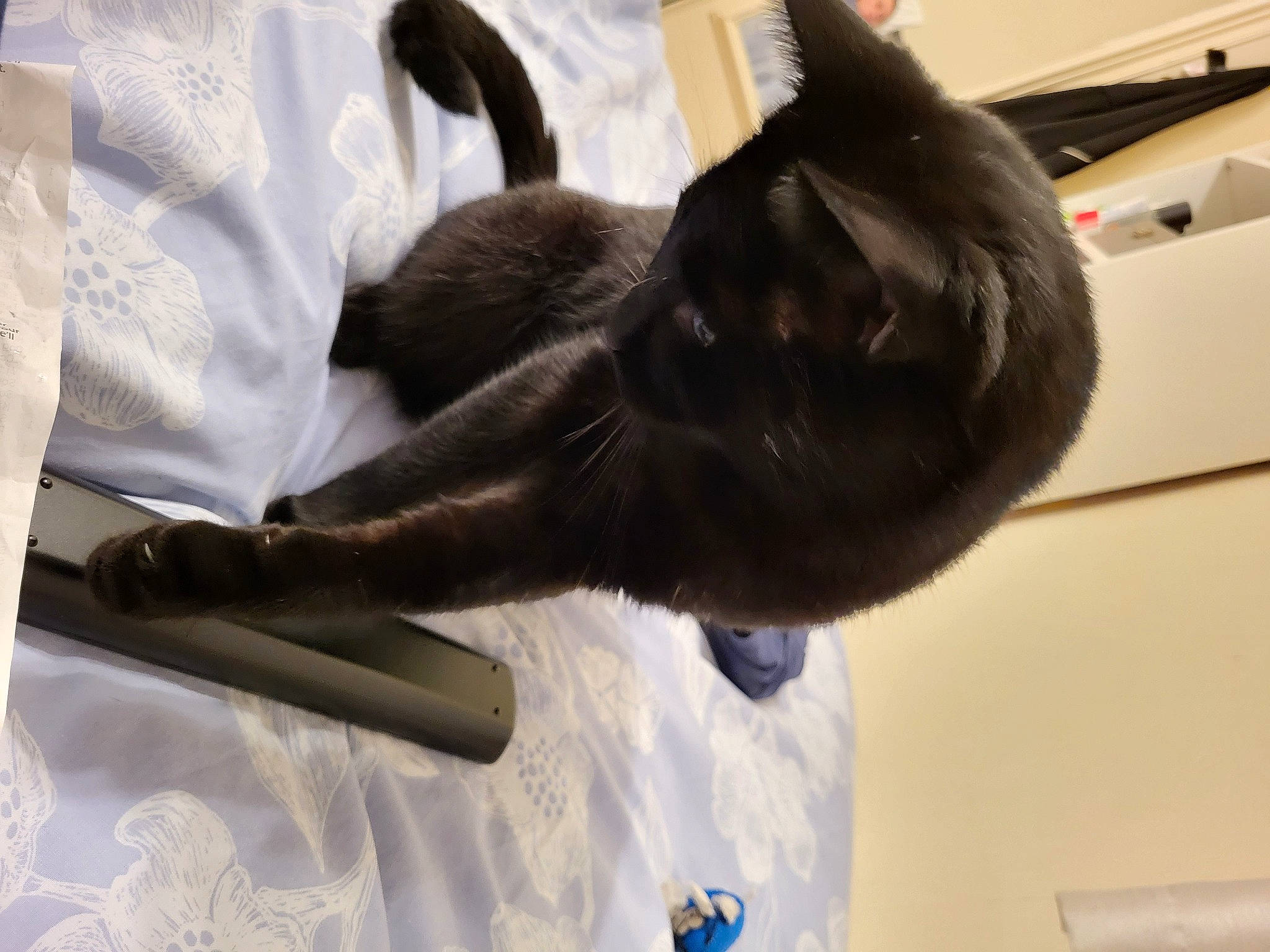 Freddie joined the competition — help win amazing prizes! black_cat, bombay, carnivore, cat, claw, comfort, domestic_short_haired_cat, felidae, fur, gesture, plant, small_to_medium_sized_cats, snout, tail, whiskers