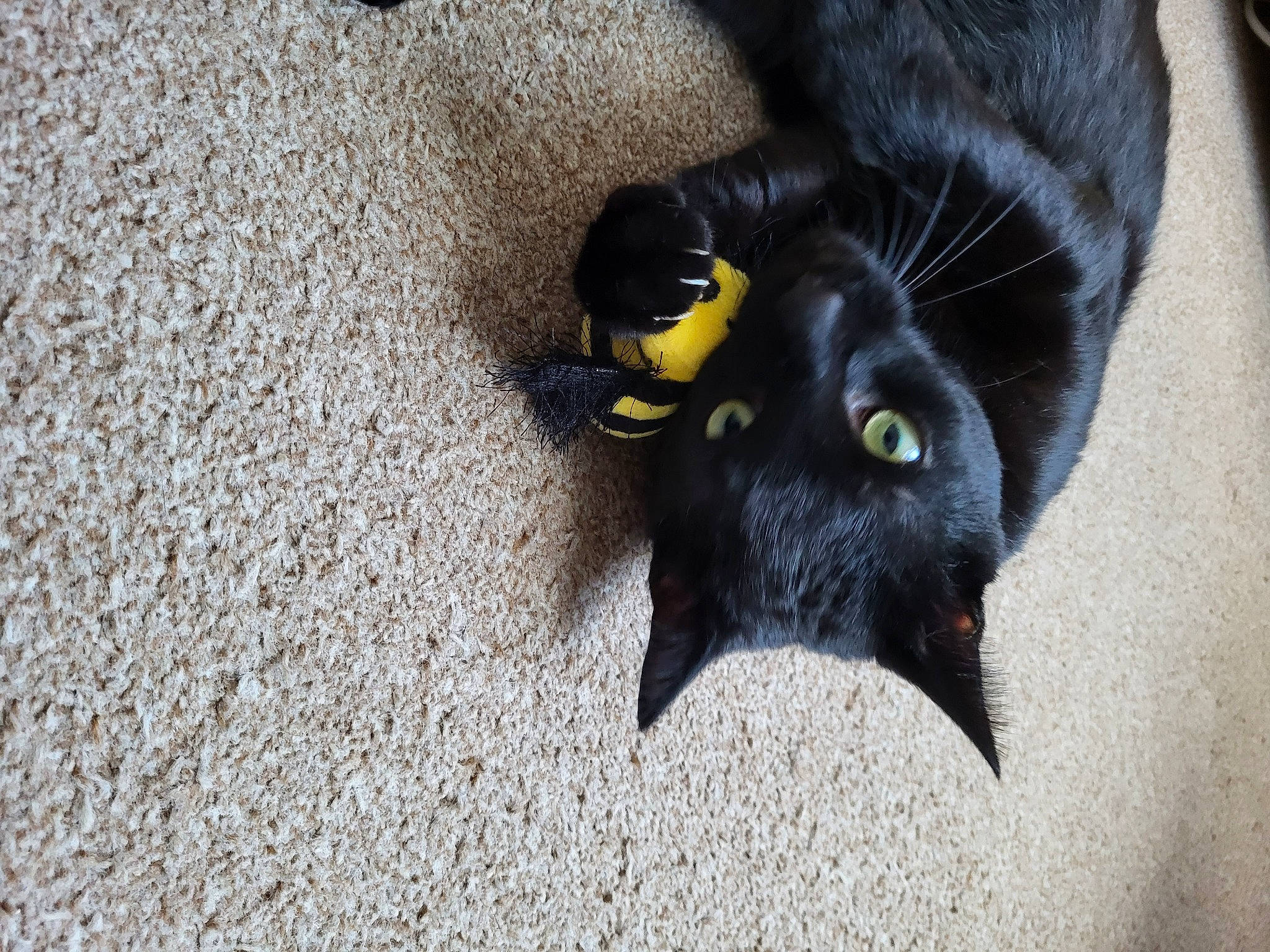 Freddie joined the competition — help win amazing prizes! black_cat, bombay, carnivore, cat, claw, dog_breed, domestic_short_haired_cat, eye, felidae, flooring, fur, paw, plant, road_surface, sand, small_to_medium_sized_cats, snout, tail, tree, whiskers