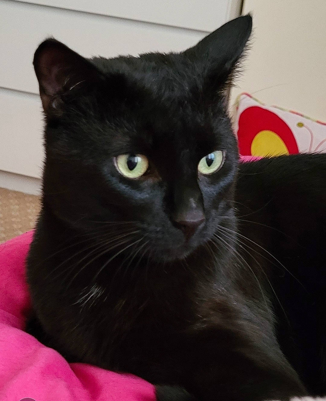 Freddie is registered to the contest to win money with this photo: bombay, carnivore, cat, comfort, domestic_short_haired_cat, felidae, fur, grey, pet_supply, small_to_medium_sized_cats, snout, terrestrial_animal, whiskers