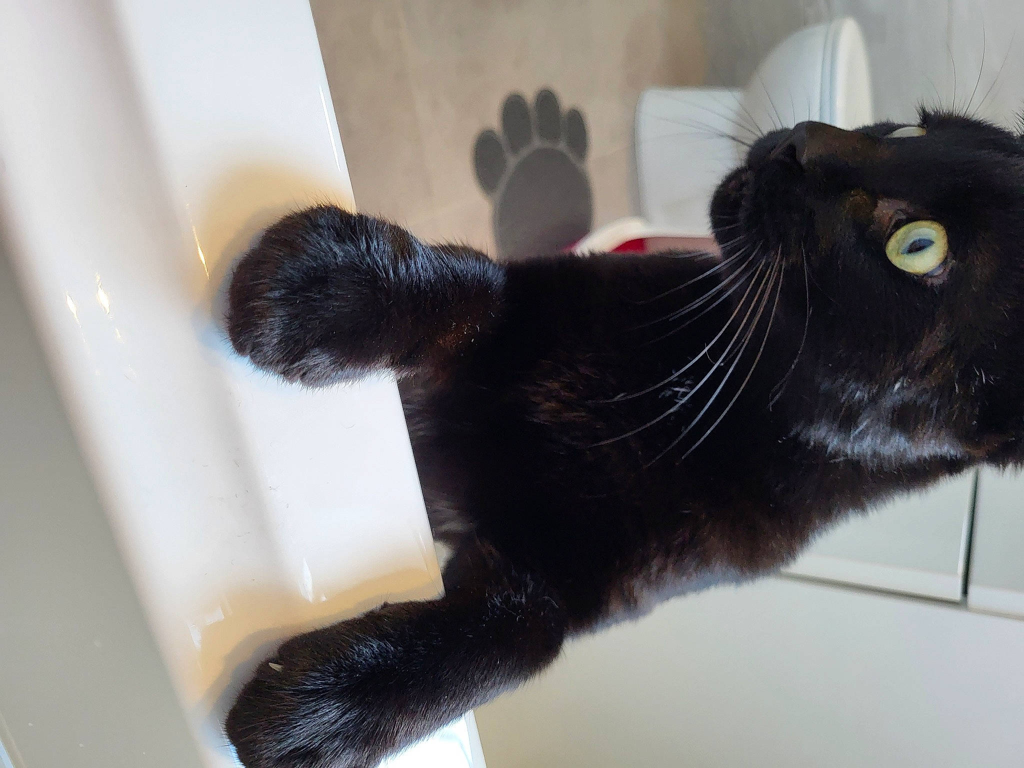 Freddie is registered to the contest to win money with this photo: black_cat, bombay, carnivore, cat, claw, domestic_short_haired_cat, ear, felidae, fur, gesture, paw, small_to_medium_sized_cats, tail, terrestrial_animal, whiskers