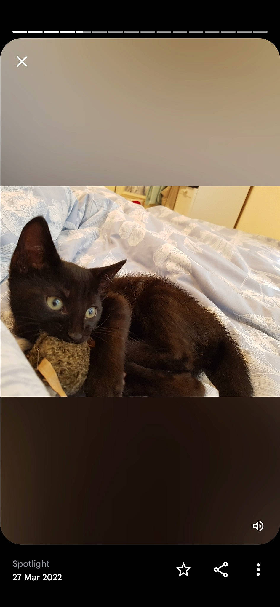 Freddie is registered to the contest to win money with this photo: art, black_cat, carnivore, cat, comfort, domestic_short_haired_cat, felidae, fur, havana_brown, linens, room, sitting, small_to_medium_sized_cats, snout, tail, whiskers, wood