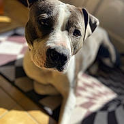 Kira a rejoint le concours — aidez-le/la à gagner de superbes lots ! dog, pet, animal, canine, close_up, indoor, sunlight, floor, patterned_rug, white, gray, ears, nose, eyes, portrait, laying_down, curious, domestic_animal, house, warm_light