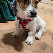 Dexter joined the competition — help win amazing prizes! puppy, dog, hat, blue_hat, red_harness, wooden_floor, pet_store, pet_products, sitting, small_dog, indoor, cute, animal, young_dog, floor, shadow, calm, curious, canine, store_aisle