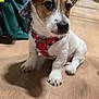 puppy, dog, hat, blue_hat, red_harness, wooden_floor, pet_store, pet_products, sitting, small_dog, indoor, cute, animal, young_dog, floor, shadow, calm, curious, canine, store_aisle