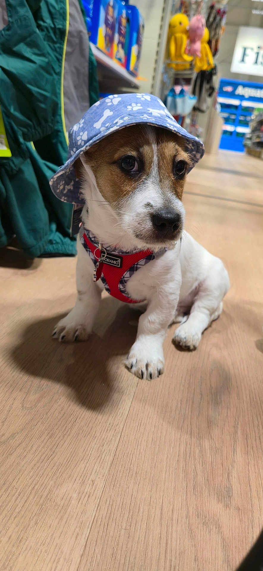 Dexter joined the competition — help win amazing prizes! puppy, dog, hat, blue_hat, red_harness, wooden_floor, pet_store, pet_products, sitting, small_dog, indoor, cute, animal, young_dog, floor, shadow, calm, curious, canine, store_aisle