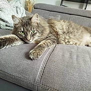 Fylou a rejoint le concours — aidez-le/la à gagner de superbes lots ! cat, gray_cat, tabby_cat, green_eyes, fluffy_fur, stretching, relaxed, couch, gray_couch, indoor, furniture, pet, animal, whiskers, paw, cozy, home, domestic_cat, sleepy, close_up