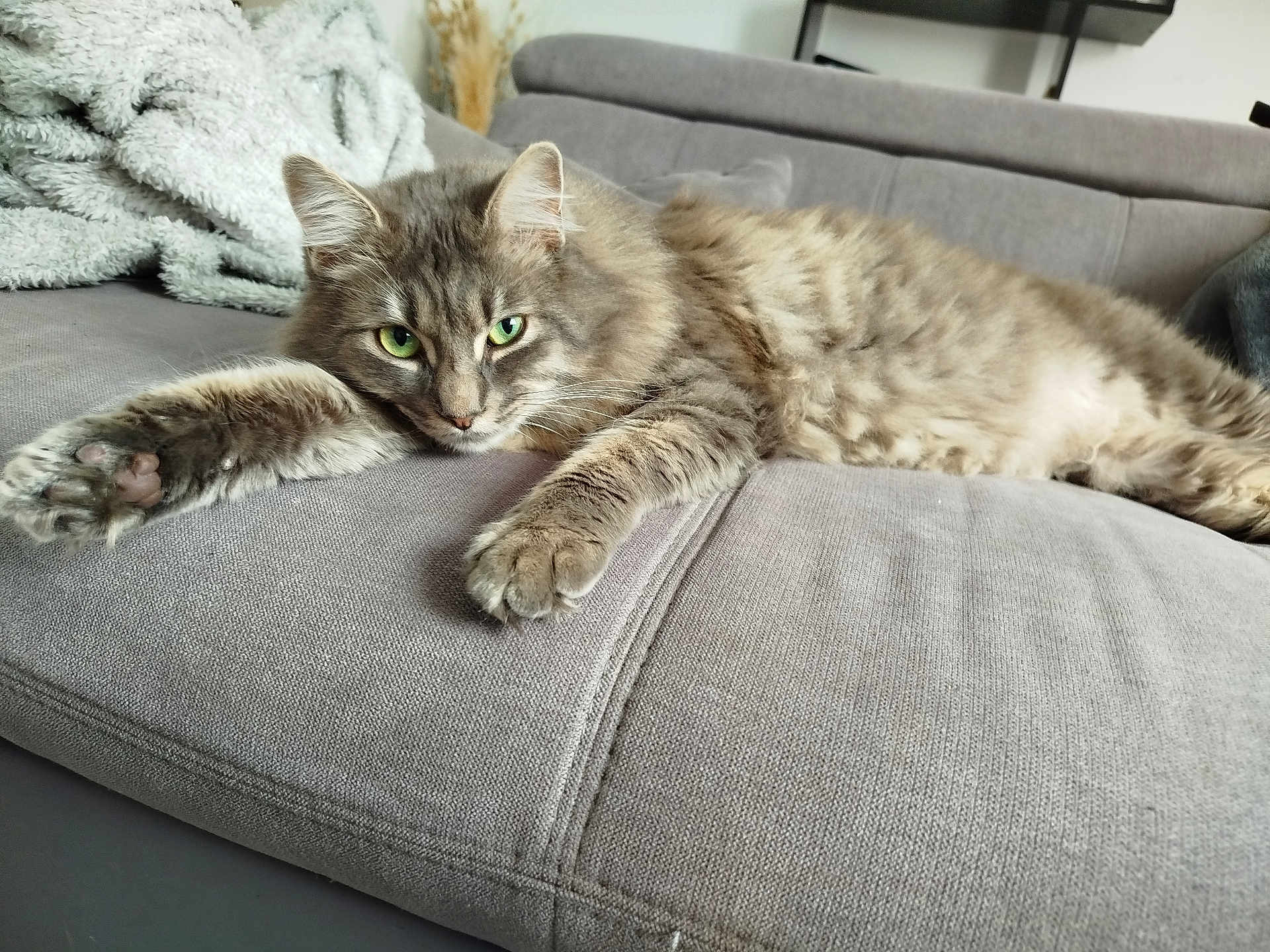 Fylou