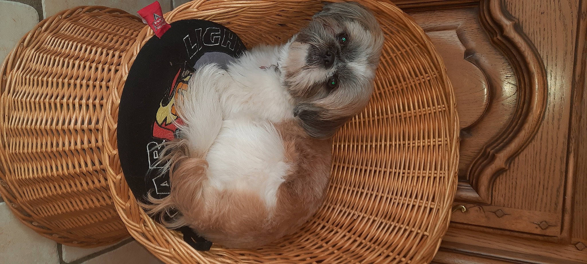Réglisse participe au concours pour gagner de l'argent avec cette photo : basket, canidae, carnivore, cat_supply, comfort, companion_dog, dog_breed, fawn, felidae, food, fur, hardwood, ingredient, shih_tzu, small_to_medium_sized_cats, sporting_group, storage_basket, tail, whiskers, wood