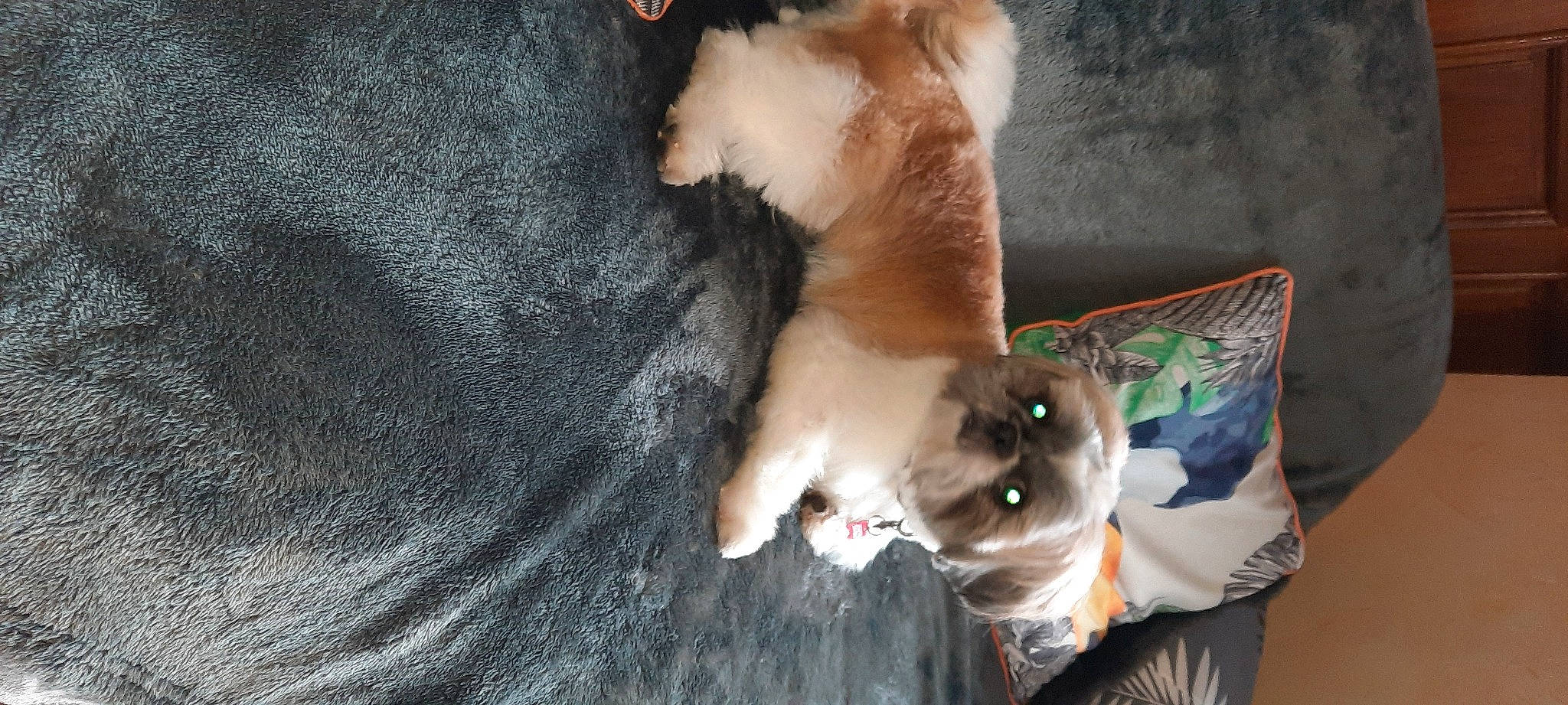 Réglisse participe au concours pour gagner de l'argent avec cette photo : canidae, carnivore, chihuahua, companion_dog, corgi_chihuahua, dog, dog_breed, fawn, felidae, fur, non_sporting_group, paw, small_to_medium_sized_cats, snout, sporting_group, tail, toy_dog, welsh_corgi, whiskers, wood