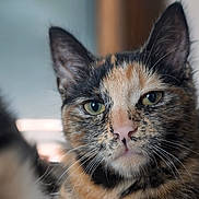 Tina a rejoint le concours — aidez-le/la à gagner de superbes lots ! animal, animal_face, calm, cat, close_up, cute, domestic_animal, ears, feline, focus, fur, green_eyes, indoor, muzzle, pet, portrait, sitting, soft_light, tortoiseshell, whiskers
