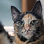 animal, animal_face, calm, cat, close_up, cute, domestic_animal, ears, feline, focus, fur, green_eyes, indoor, muzzle, pet, portrait, sitting, soft_light, tortoiseshell, whiskers