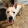 dog, animal, pet, tongue_out, ears, kitchen, floor, tile, stove, mat, water_bowl, looking_up, friendly, indoor, white_and_brown, canine, muzzle, happy, standing, domestic