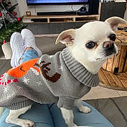 Doddy a rejoint le concours — aidez-le/la à gagner de superbes lots ! christmas_sweater, christmas_tree, couch, cozy, cute, decorations, dog, festive, holiday, indoors, jeans, living_room, person, pet, remote_control, small_dog, sweater, white_dog, white_shoes, wooden_table